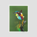 Ardea adamas (Diamanthäger) - Print